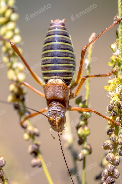 Preview: Saddle backed bush cricket