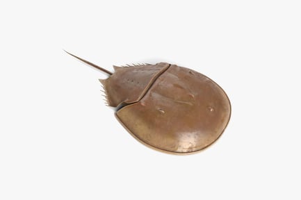 Preview: Detailed Horseshoe Crab