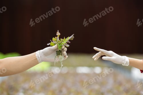 Preview: hand showing freshness vegetable in greenhouse farm. business of agricultural health sell market.