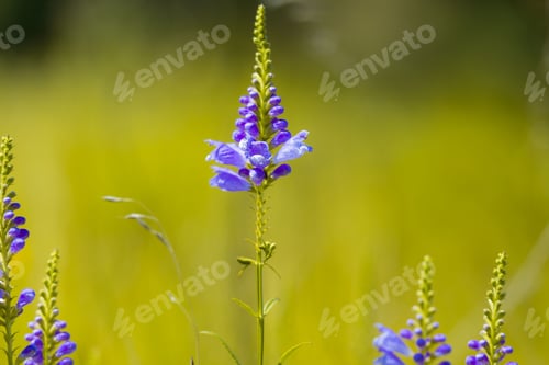 Preview: Beautiful obedient plants growing in the field.