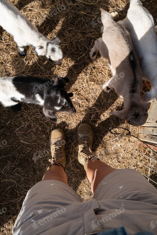 Preview: Baby goat kid biting on shoestrings of the shoes of the female farmer