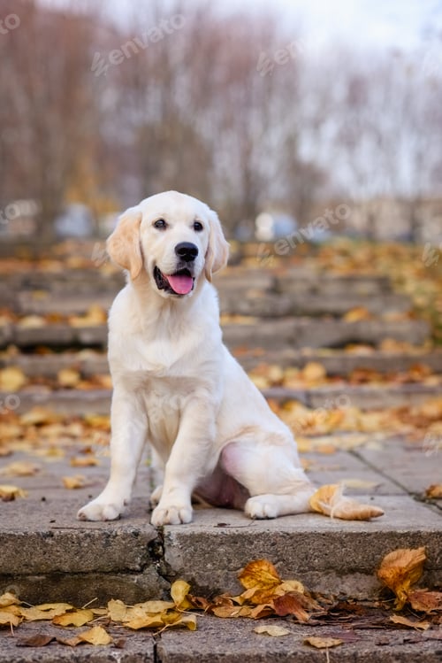 Preview: portrait of a dog puppy four months old golden labrador retriever in an autumn park with yellow and