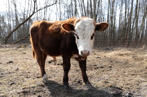 Preview: Brown and White Cow Standing on Dry Grass Field