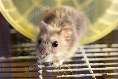 Preview: Small gray jungar hamster rat in yellow home cage