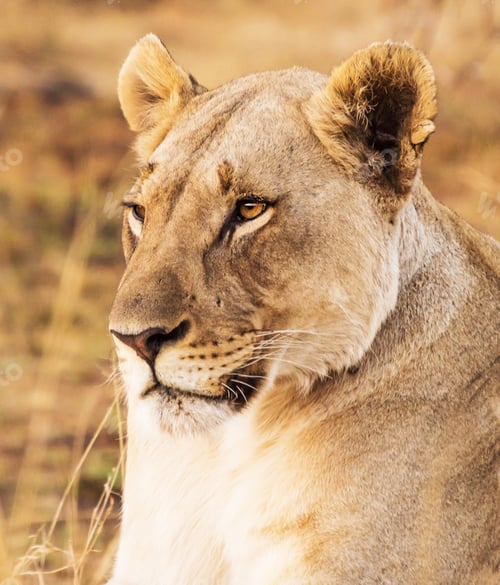 Preview: A Travel Around the world with beautiful South Africa Wildlife picture