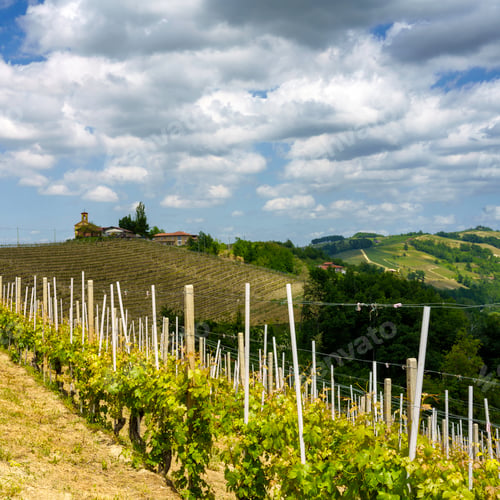 Preview: Landscape of Langhe, Piedmont, Italy near Dogliani at May