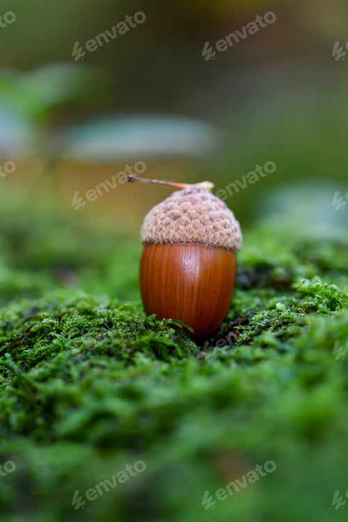 Preview: Closeup or macro of an acorn in moss