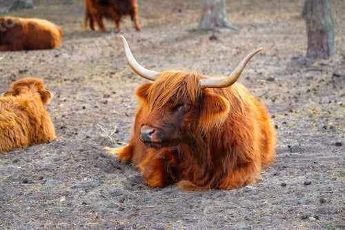 Preview: Highlands Cow, long furred or haired, ginger coloured Scottish Highland cattle on the hill