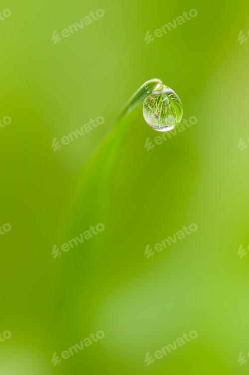 Preview: Dew drop on tip of a blade of grass in Winter