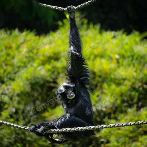 Preview: Curious monkey hangs suspended from a rope near a lush green shrubbery area