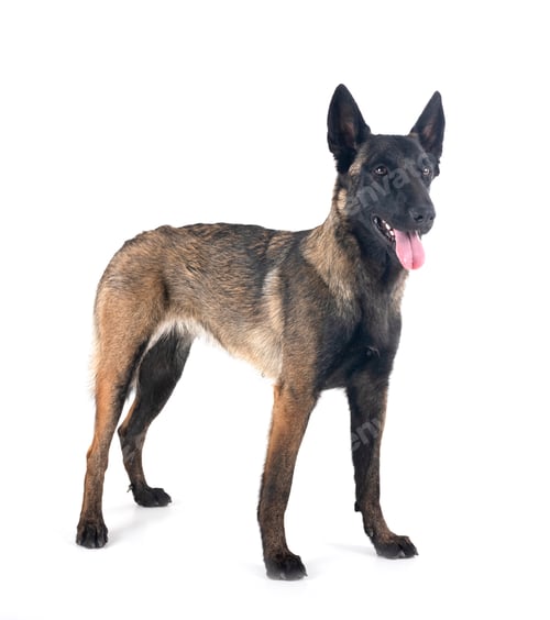 Preview: malinois in studio