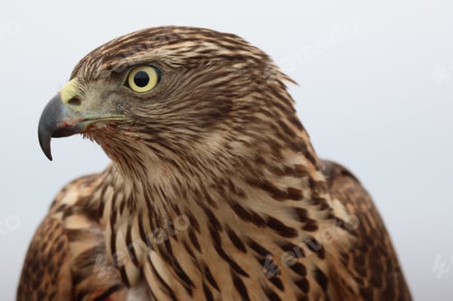 Preview: Closeup of a Northern goshawk on a blurred background
