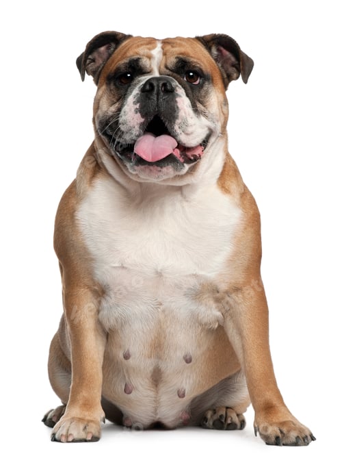 Preview: English Bulldog, 2 months old, sitting in front of white background