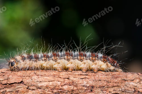 Preview: Caterpillar on plant branch in forest