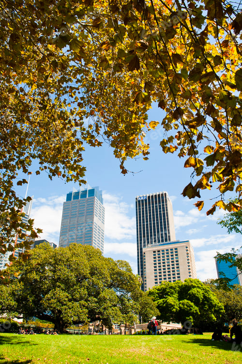Preview: High rise office buildings from Sydney Royal Botanic Gardens, New South Wales, Australia