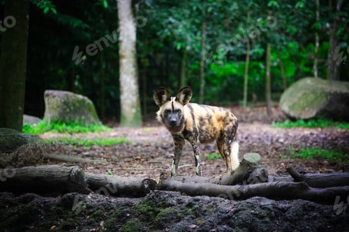 Preview: Painted dog portrait from a jungle