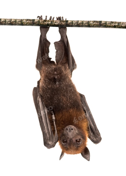 Preview: Lyle's flying fox hanging from a branch, Pteropus lylei, isolate