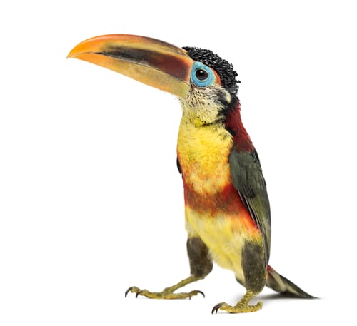 Preview: Curl-crested aracari, isolated on white