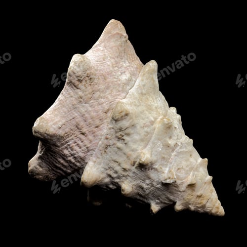 Preview: Tectus dentatus Seashell on a black background