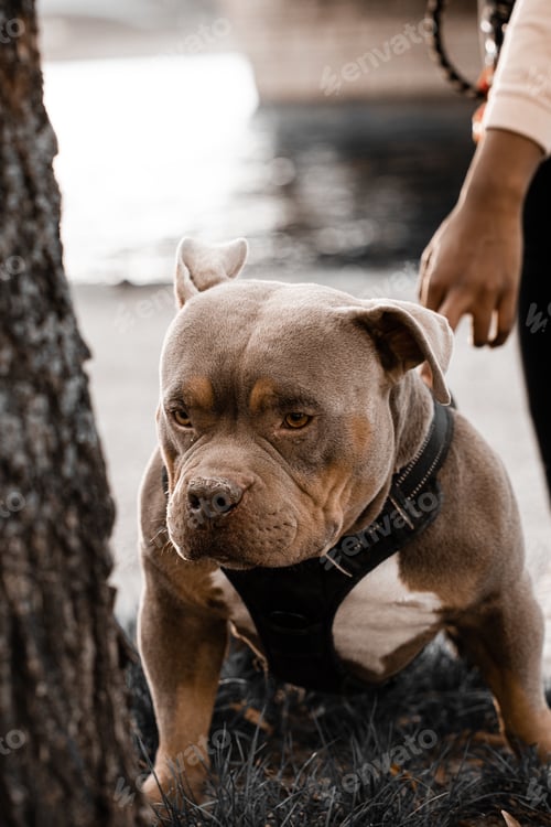 Preview: Portrait of an unusual pit bull