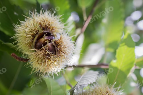 Preview: Chestnut