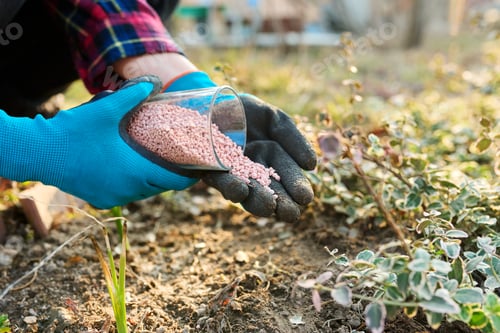 Preview: Fertilizing plants in a spring garden with chemical mineral graduated fertilizers