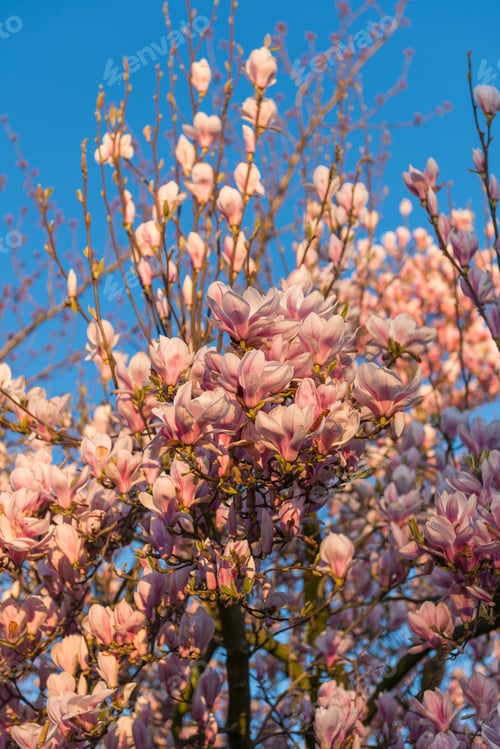 Preview: Close-up of vibrant pink cherry blossoms in full bloom