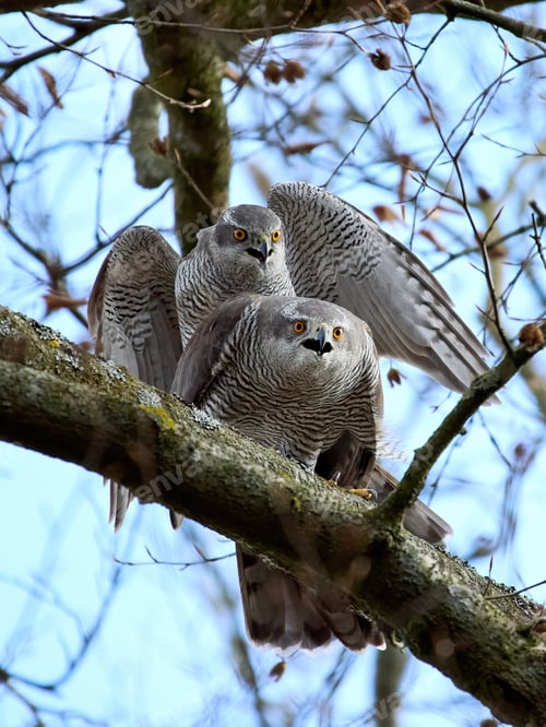 Preview: Northern goshawk (Accipiter gentilis)