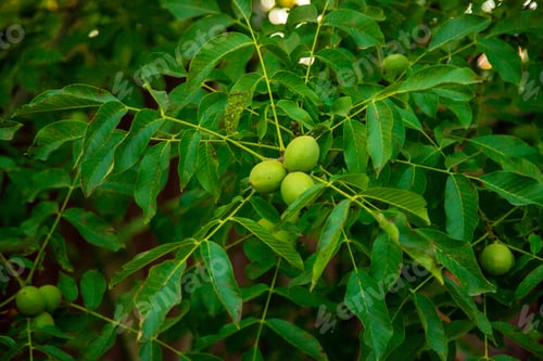 Preview: Green walnuts on the tree. Selective focus.