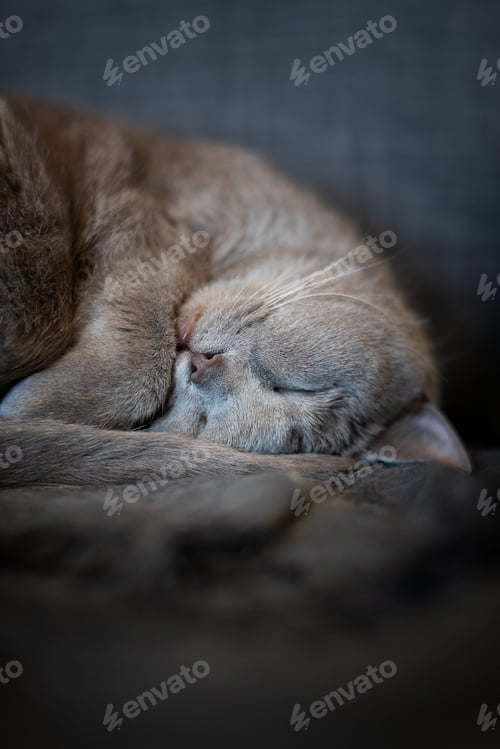Vorschau: Graue britische Katze ruht auf einem Stuhl