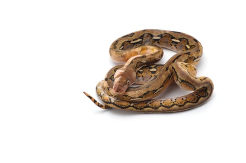 Preview: Snake Reticulated python isolated on white background