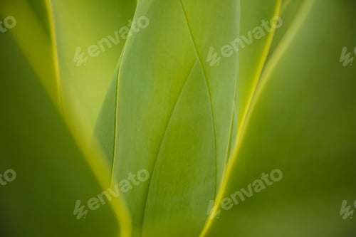 Preview: Close up of green leaves growing on plant