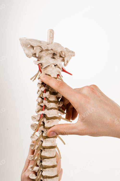 Preview: Spine anatomy model illustrating muscles, tendons and vertebrae