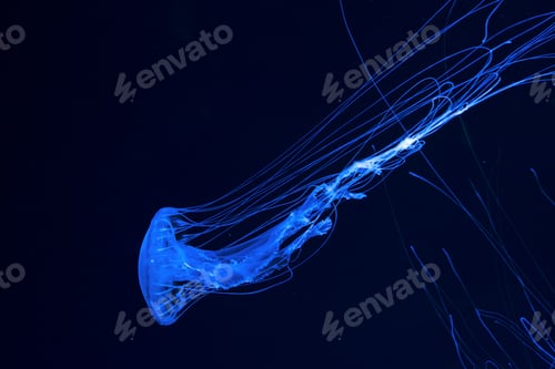 Preview: Atlantic Sea Nettle Jellyfish Swims In Illuminated Aquarium With Blue Neon Lighting