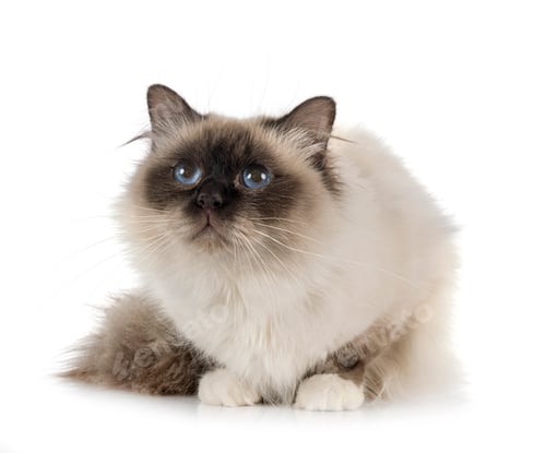 Preview: birman cat in studio