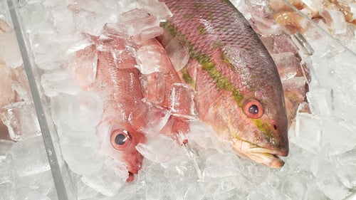 Preview: Healthy food as fresh caught fish on ice ready to be sold for dinner.