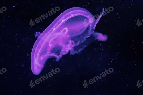 Preview: Close-up picture of beautiful jellyfish floating in ocean