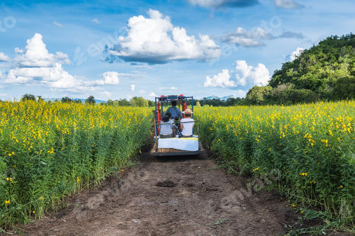 Preview: Tourists sitting tractor see view sunn hemp garden