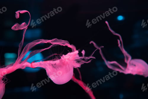 Preview: jellyfishes with tentacles and pink neon light on black background