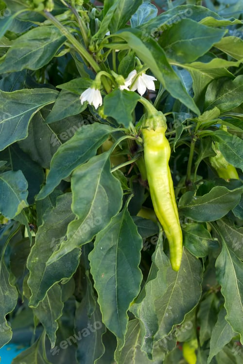 Preview: Green fresh pepper field, agriculture. Natural farm photo.