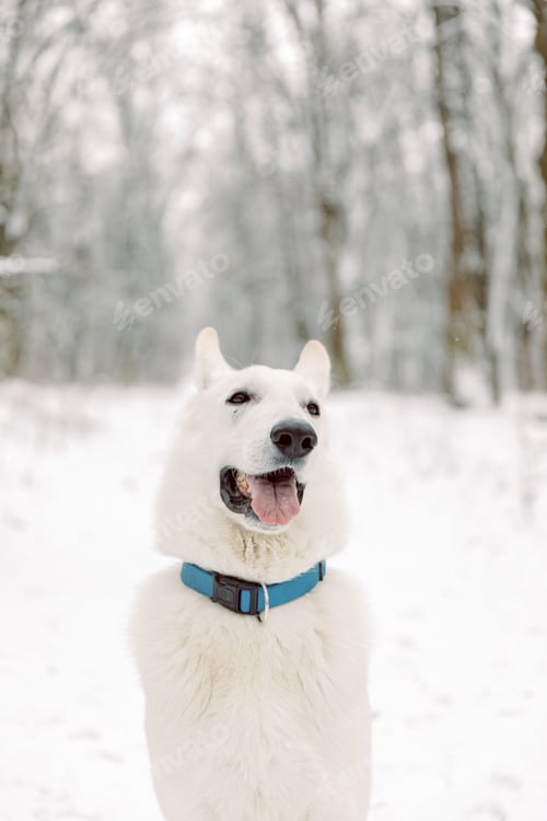 Preview: Young Woman and Man Playing With White Swiss Shepherd Dog