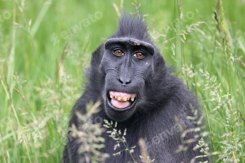 Preview: Close up view of Crested macaque (Macaca Nigra) head