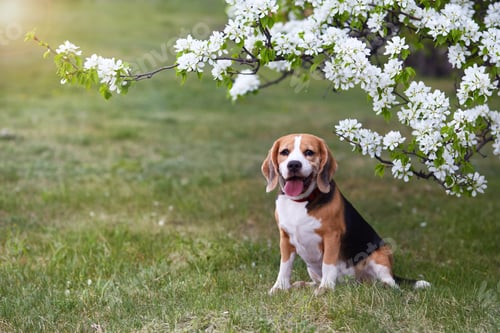 Preview: A beagle dog in the park near a blooming apple tree.