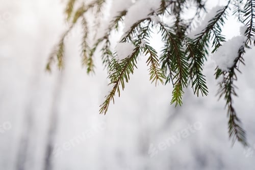 Preview: Pine trees are covered with snow on a frosty evening.