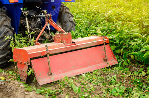 Preview: A farmer plows a eggplants plants. Farmer on a tractor cultivates the soil after harvesting.