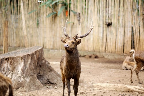 Preview: Deer at Zoo