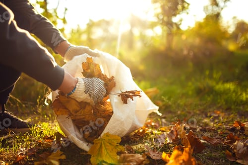 Preview: Young boy cleans fallen leaves. Concept of purity. autumn leaves. Outdoor. Gloves on his hands.