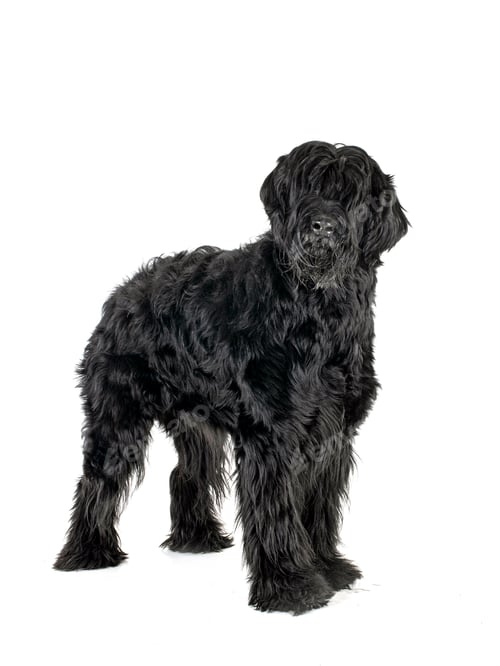 Preview: Giant Schnauzer in studio