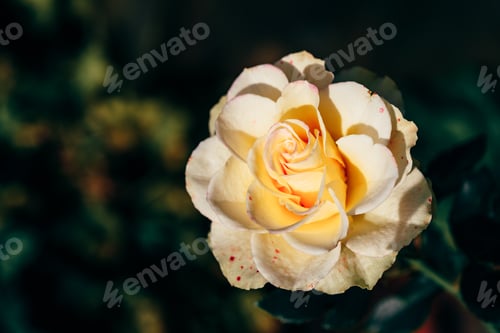 Preview: White rose bud in a garden