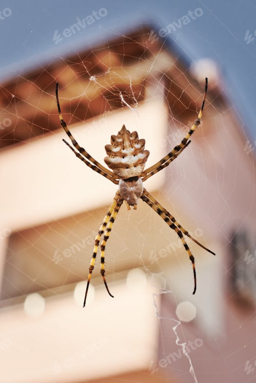 Preview: Closeup shot of spider